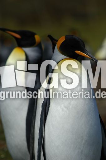 Königspinguin (54 von 84).jpg